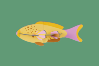 Studio Roof Fish