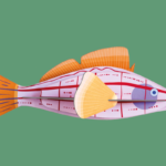 Studio Roof Longnose Hawkfish