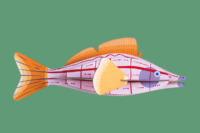 Studio Roof Longnose Hawkfish