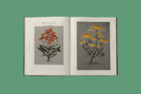 Botanical Inspiration | Art and Illustration Inspired by Wild Nature - Afbeelding 2