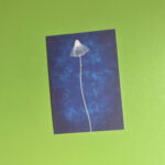 Postkaart | Blauwe bloem