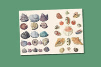 The Curious Collections Sticker Book - Afbeelding 4